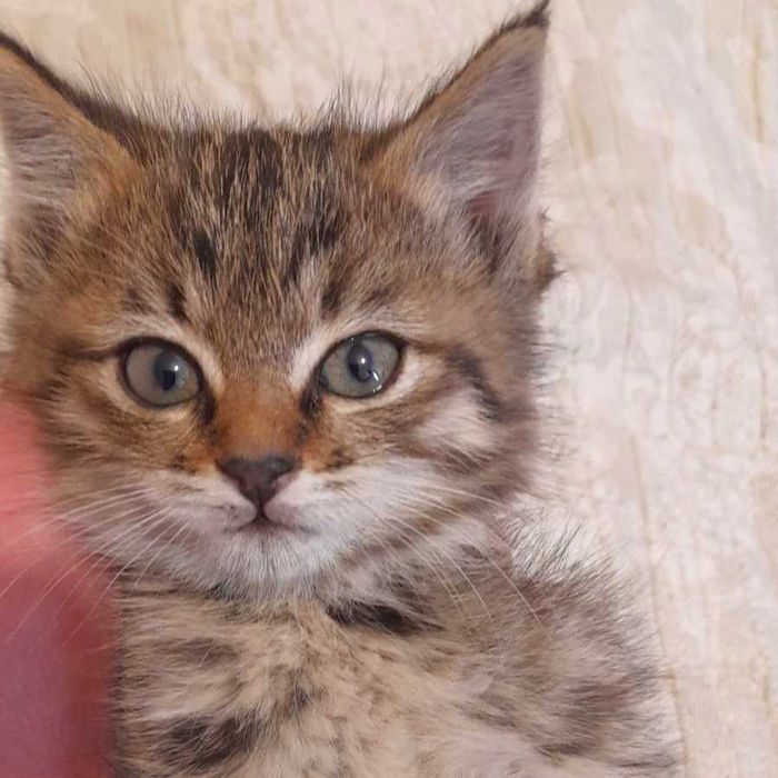 Котёнок по имени Мика