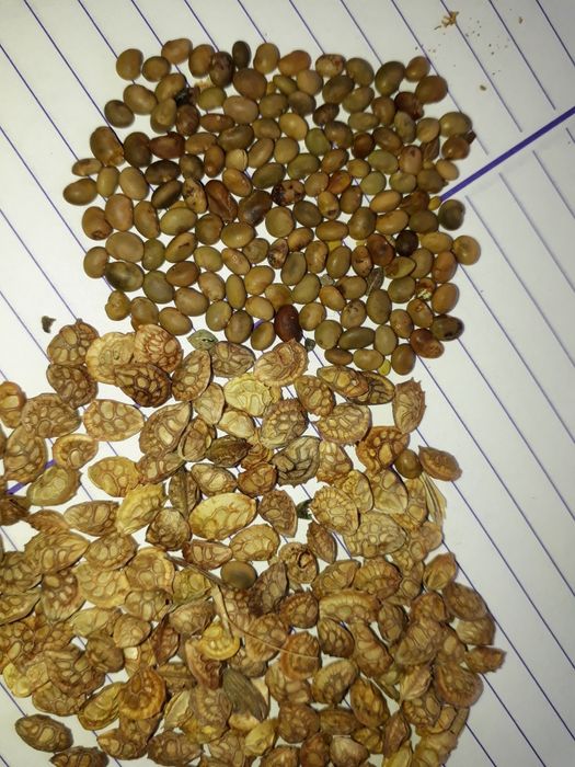 Продам семена эспарцет печаны ; семена люцерна Семиречье