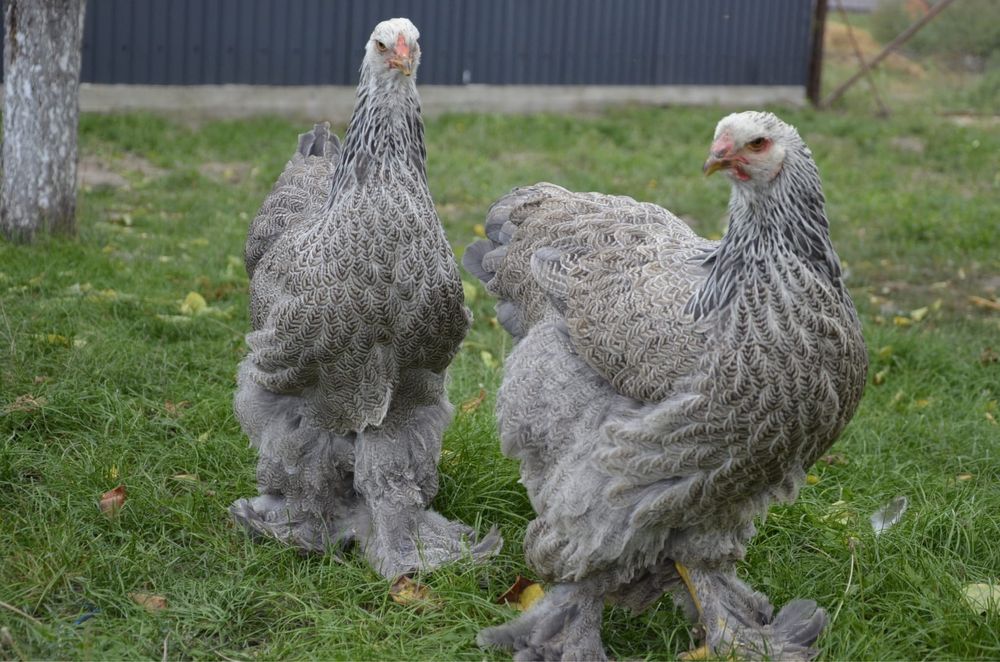 Doua gaini brahma silver orange bso