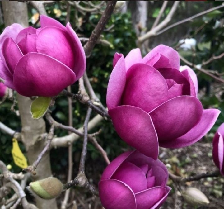 Magnolia Black Tulip