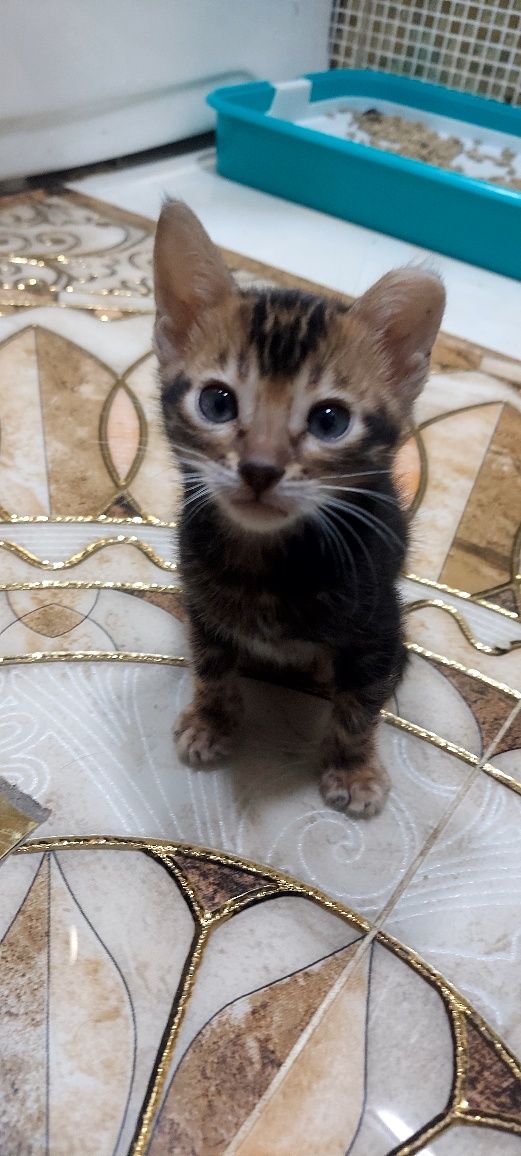Отдаются 2 котенка