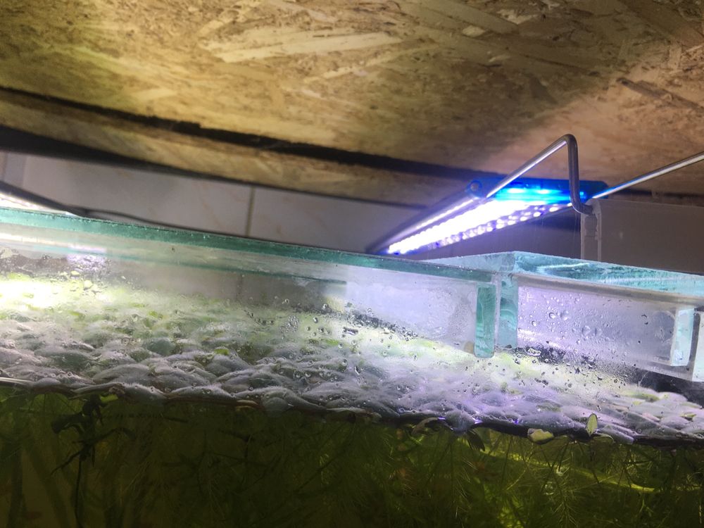 Lampi led -plante