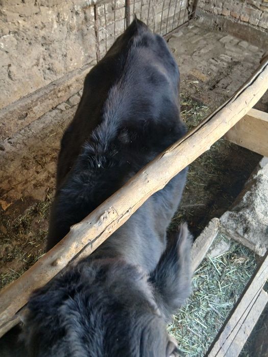 Ginojin zor yeb iciwi yaxwi