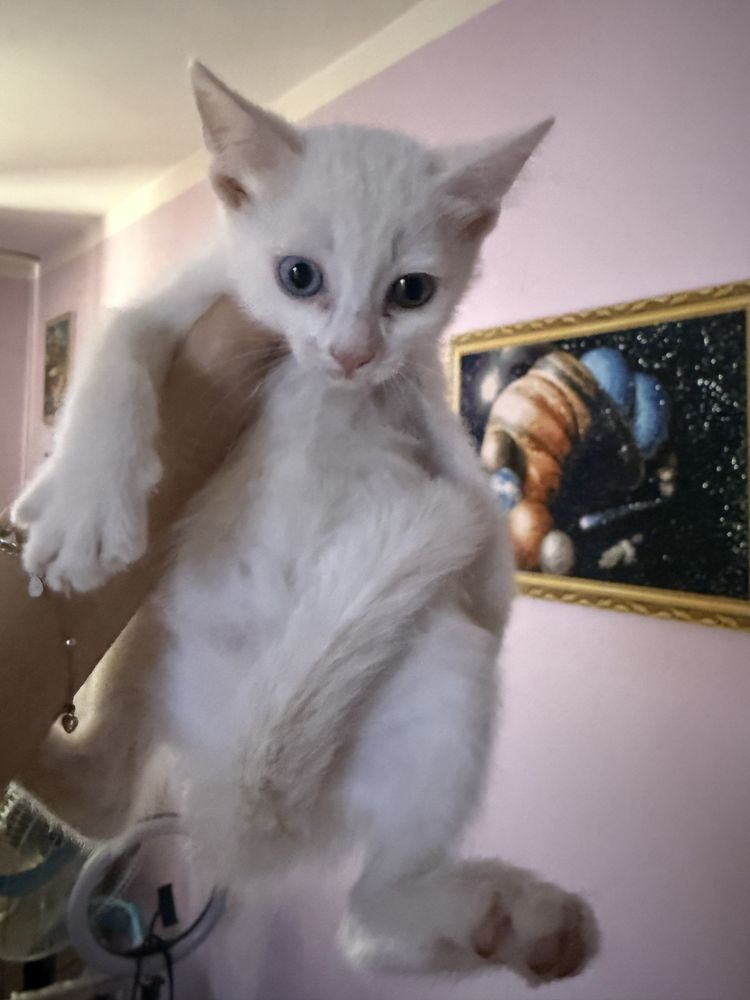 Скоттиш-фолд вислоухий