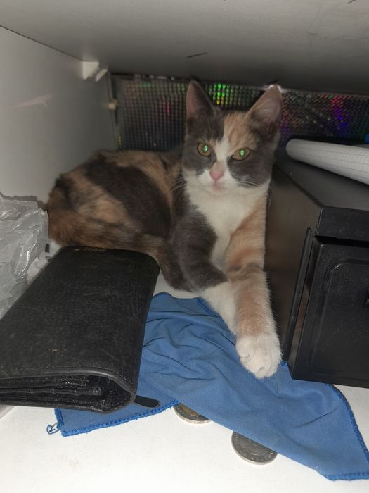 Отдам в хорошие руки