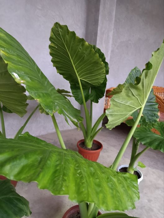 Алоказия крупнокорневишная