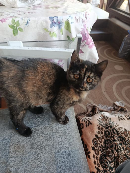 Отдам котенка девочка