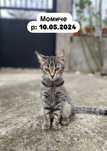 Малки котенца