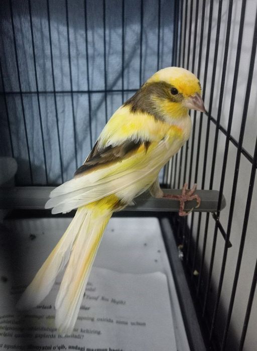 Kanareka avle moda sotladi