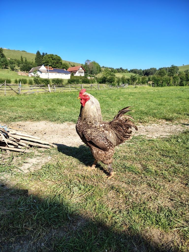 Vând cocoși brahma