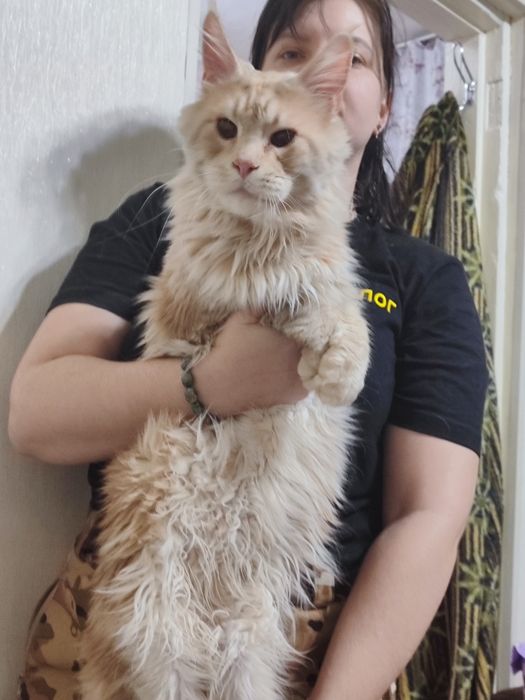 Мейн-Кун кот , с документами