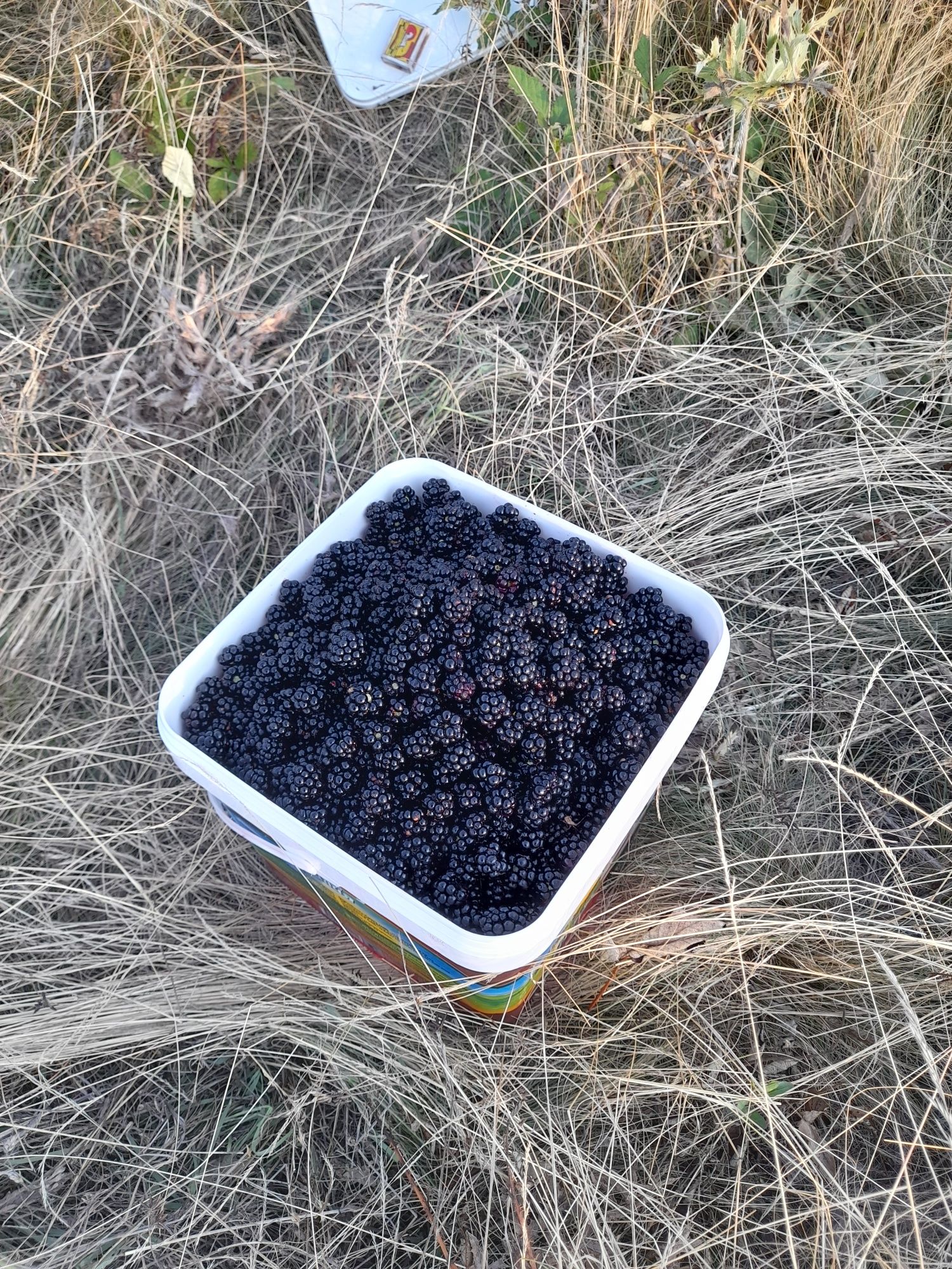 Къпини Продавам пресни 10 лв Кг ..