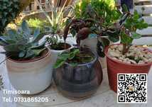 Plante Ornamentale in Ghiveci