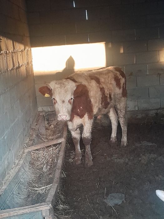 Құнажын ,1.5 жасар бұқа