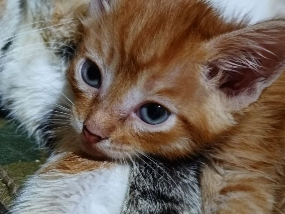 котята  1 месяц мальчики