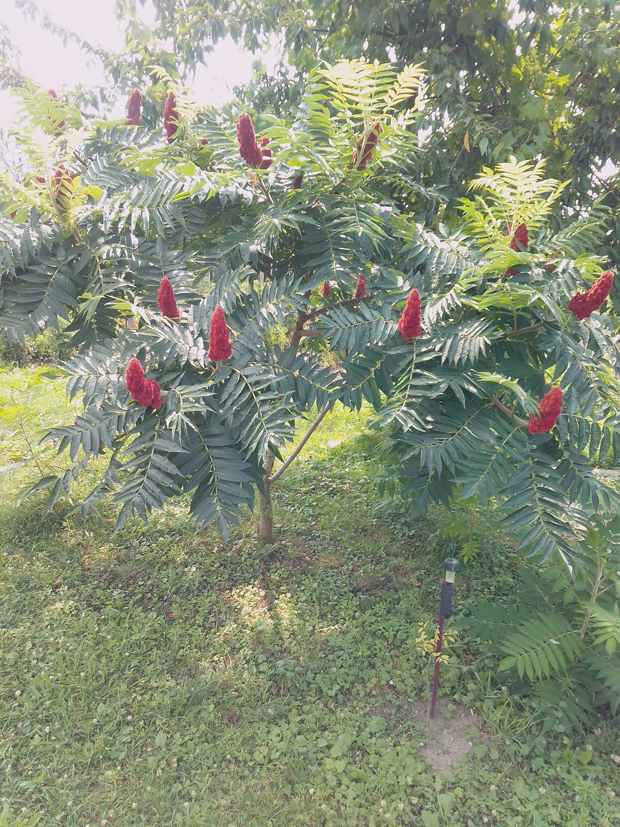 Puieti de Otetar rosu-Rhus Typhina