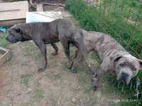 Cane corso, cu pedigree, talie mare ,bleu  complet