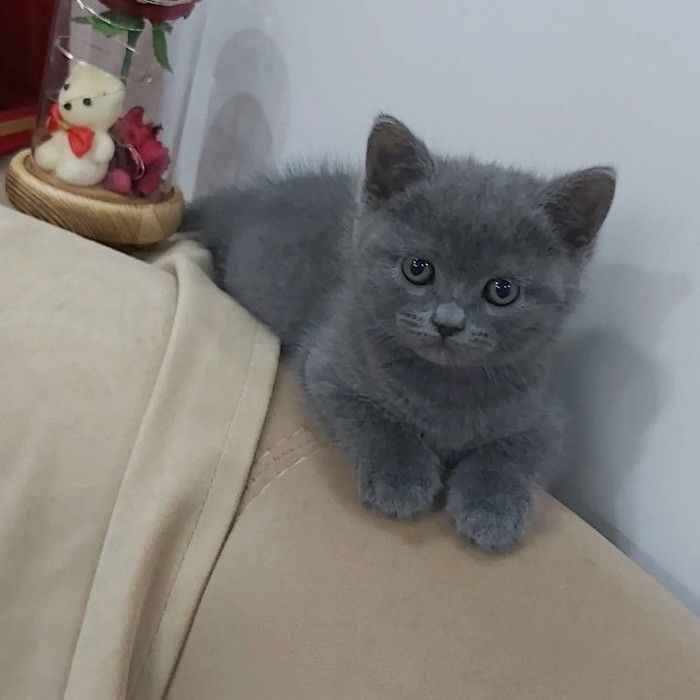 Кошка Скоттиш Страйт британский