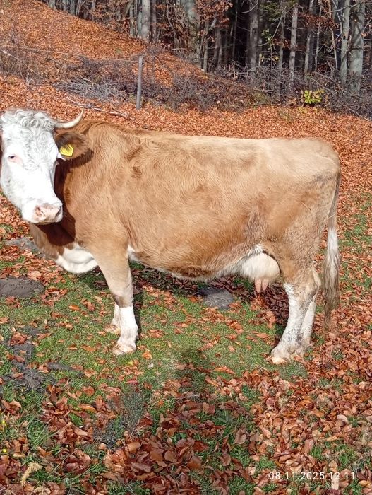 Vînd vaca bălțată