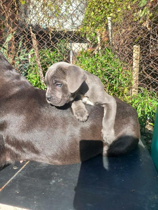 Кане корсо свободни бебета