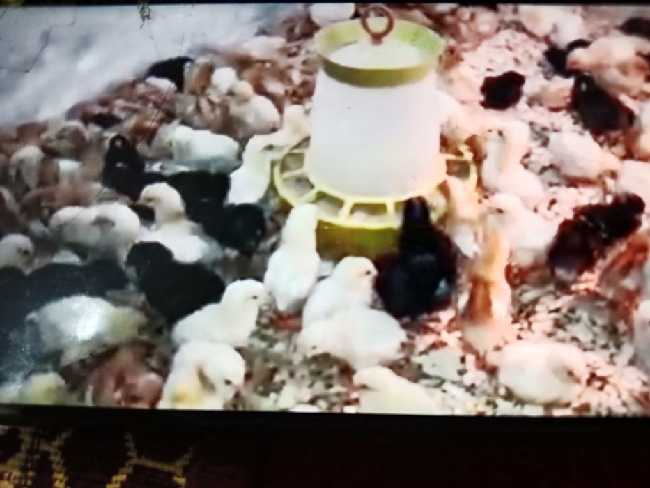 Куриные и цесариные цыплята. Яйца куриные и цесариные