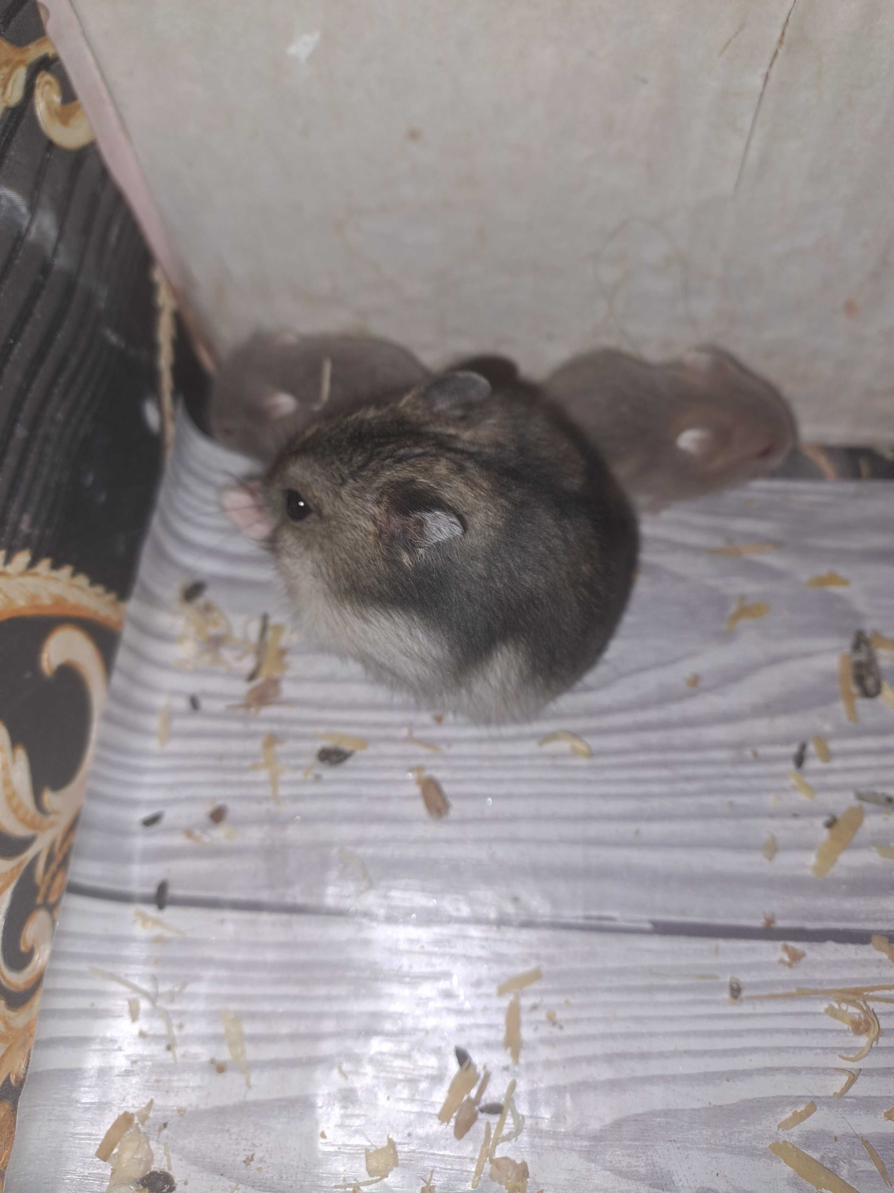 Donez hamsteri pitici