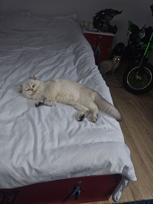 British shorthair ny1133