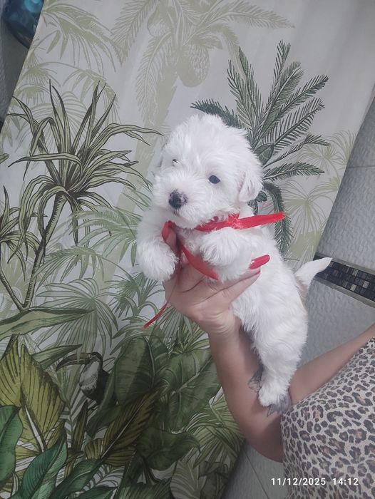 Bichon  maltez mini toy