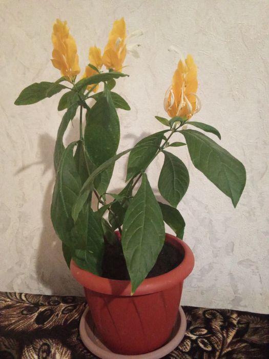 Комнатный цветок