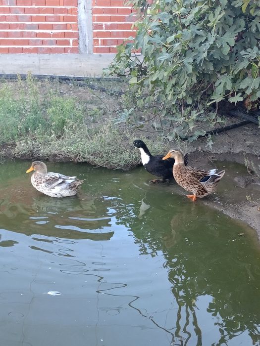 Две женски патици