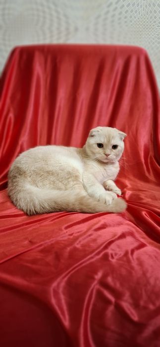 Котята Продаю котенка скоттиш-фолд