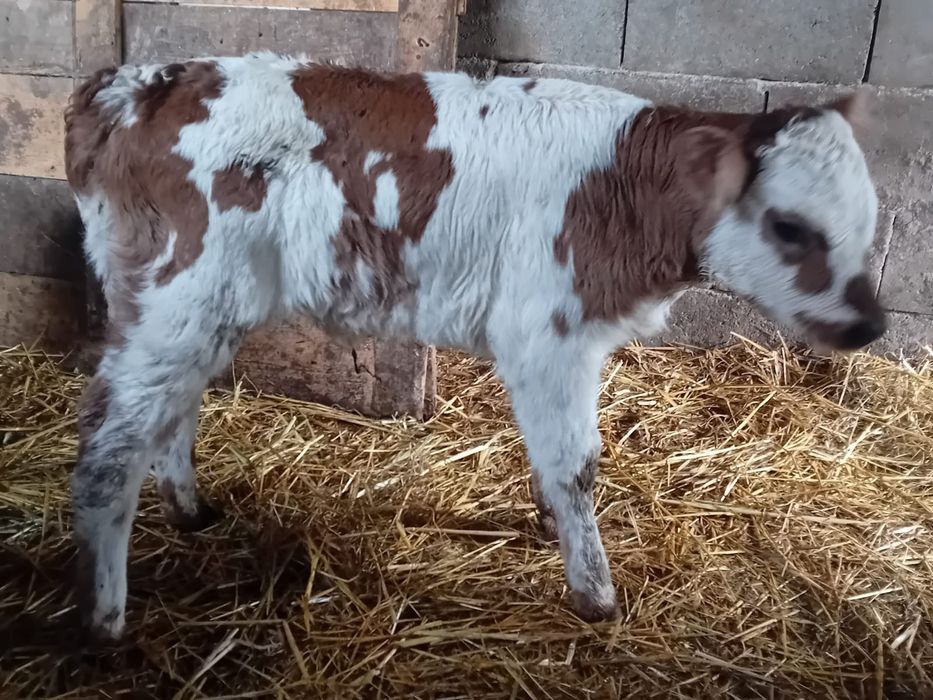 Vieții sugari de vanzare