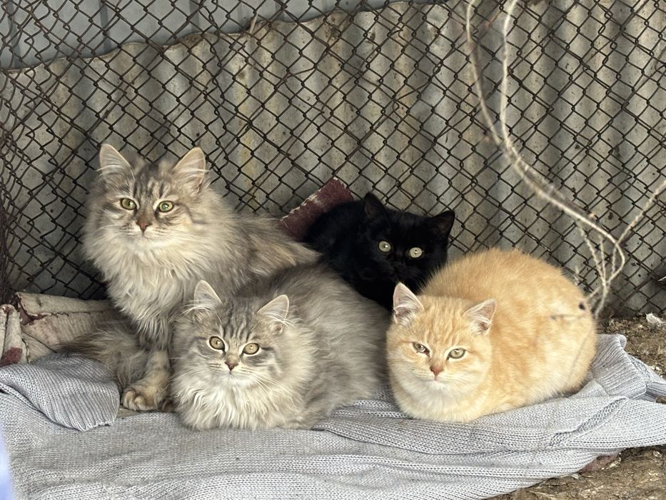 Отдам в добрые руки