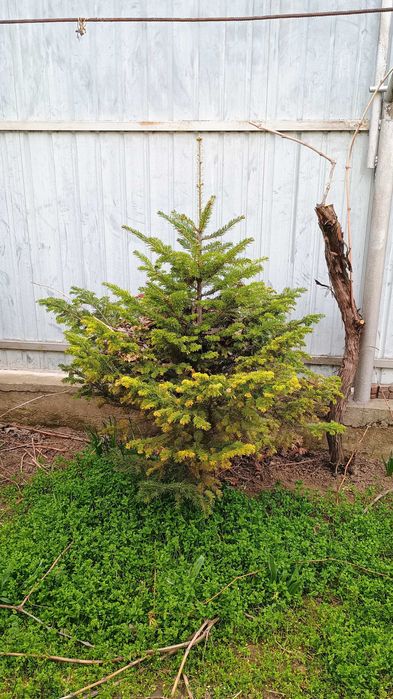 Brad de Craciun cu sau fara radacina