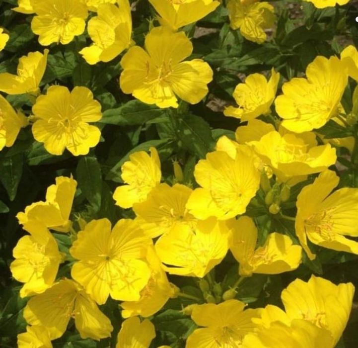 Продам саженцы энотеры