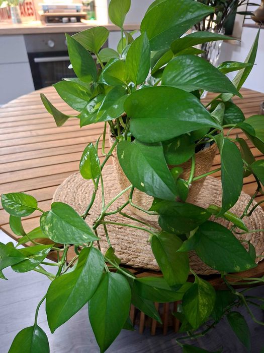 Planta naturala Phothos / Planta de interior