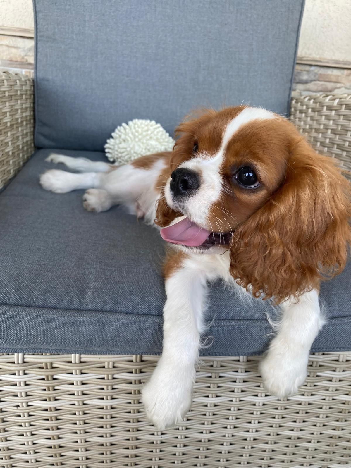 Baiat cu pedigree cavalier king