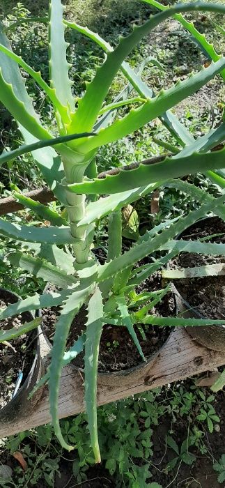 plante Aloe Vera de 4/5 ani de vanzare