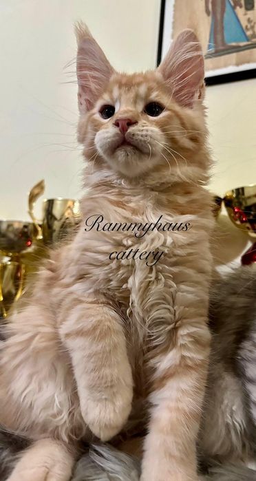 Felisa autirizata WCF, vinde pisoi cu pedigree rasa Maine coon