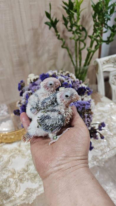 Продаются птенцы Ананасовой Пирруры.