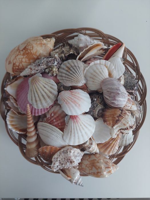 Ракушки для аквариума, либо для декора