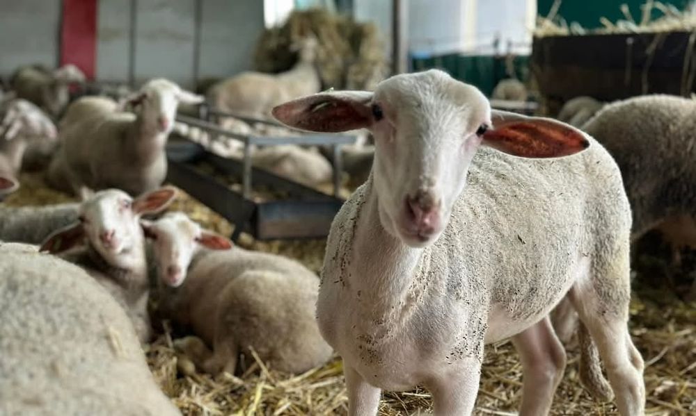 Miele tineret lacaune cu pedigree