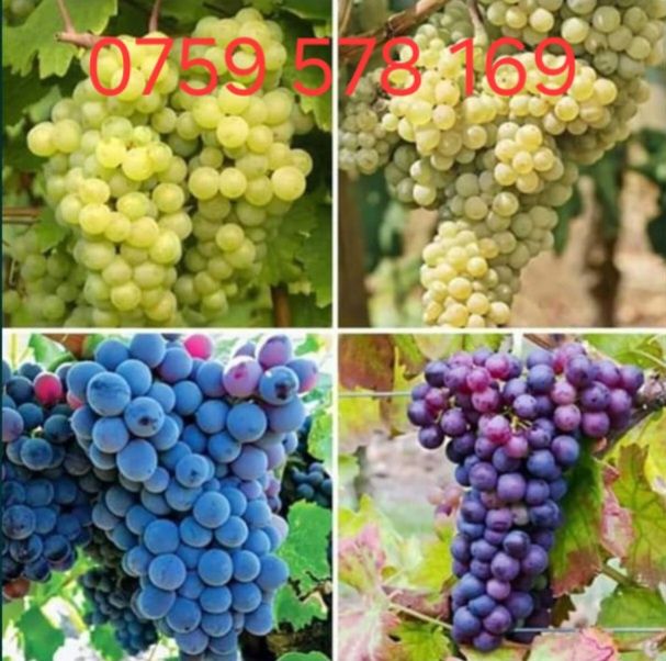 ‼️super ofera‼️Struguri de vin – dulci, sănătoși și plini de aromă!