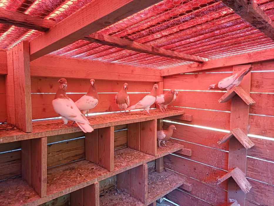 Porumbei voiajori sport meulemans