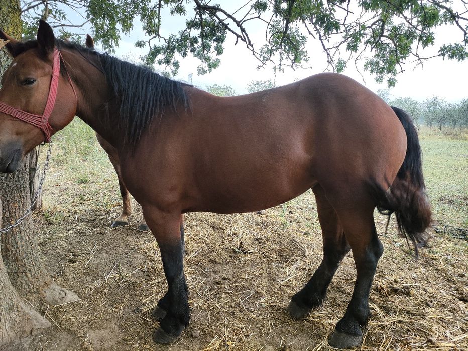 Vând cai de lucru