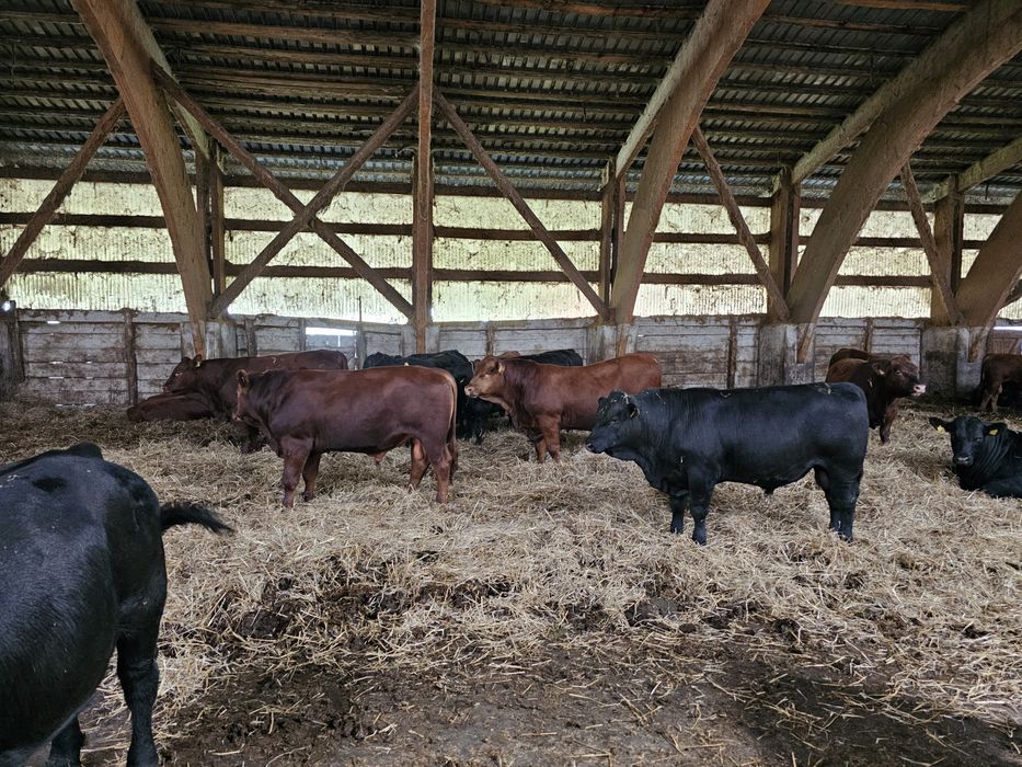 Aberdeen Angus Tauri reproducție/ Juninci/