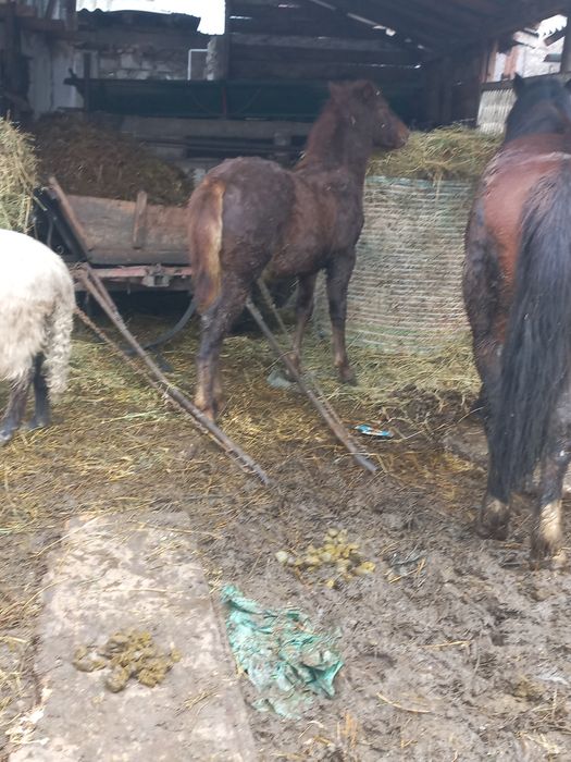 Vând cârlan de 6 luni