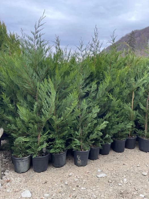 Vindem leylandy si smaragd de mai multe dimensiuni, Leylandii gard viu