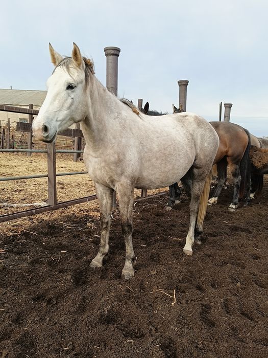 Ассалаумағалейкум