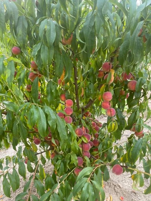 Pomi Fructiferi!!!